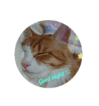 猫の海くん（個別スタンプ：4）