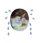 猫の海くん（個別スタンプ：6）