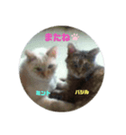 猫の海くん（個別スタンプ：8）