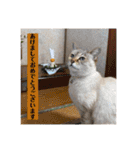 デイジーしか勝たん！（個別スタンプ：3）