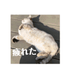 デイジーしか勝たん！（個別スタンプ：21）
