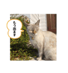 デイジーしか勝たん！（個別スタンプ：24）