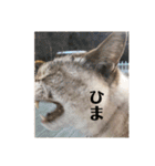 デイジーしか勝たん！（個別スタンプ：32）