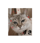 デイジーしか勝たん！（個別スタンプ：40）