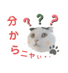 白黒ネコの日常  パート2（個別スタンプ：3）