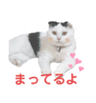 白黒ネコの日常  パート2（個別スタンプ：4）