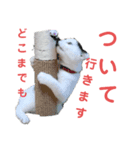 白黒ネコの日常  パート2（個別スタンプ：6）