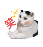 白黒ネコの日常  パート2（個別スタンプ：8）