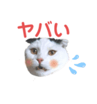 白黒ネコの日常  パート2（個別スタンプ：10）