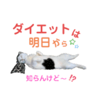 白黒ネコの日常  パート2（個別スタンプ：11）