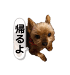 ～家族用スタンプ～（個別スタンプ：4）