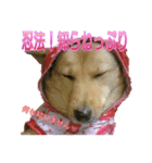 雑種犬ラウルPart4（個別スタンプ：2）