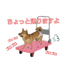 雑種犬ラウルPart4（個別スタンプ：4）