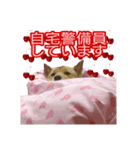 雑種犬ラウルPart4（個別スタンプ：6）