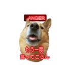 雑種犬ラウルPart4（個別スタンプ：7）