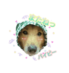 雑種犬ラウルPart4（個別スタンプ：8）