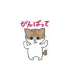 巻きしっぽネコ2（個別スタンプ：1）