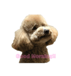 かさまつ家の犬達（個別スタンプ：2）