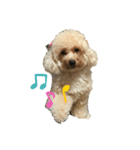 かさまつ家の犬達（個別スタンプ：3）