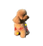 かさまつ家の犬達（個別スタンプ：4）