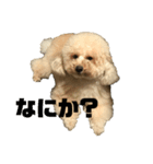 かさまつ家の犬達（個別スタンプ：5）