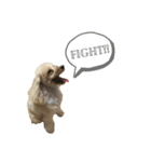 かさまつ家の犬達（個別スタンプ：7）