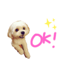 ほーちゃんのスタンプ☆（個別スタンプ：1）