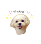 ほーちゃんのスタンプ☆（個別スタンプ：7）