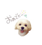 ほーちゃんのスタンプ☆（個別スタンプ：8）