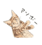 うちの猫と時々野良猫2（個別スタンプ：3）