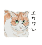 うちの猫と時々野良猫2（個別スタンプ：4）