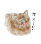 うちの猫と時々野良猫2（個別スタンプ：5）