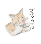 うちの猫と時々野良猫2（個別スタンプ：6）