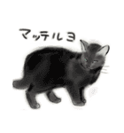 うちの猫と時々野良猫2（個別スタンプ：12）