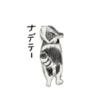 うちの猫と時々野良猫2（個別スタンプ：15）