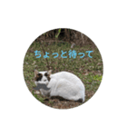 猫と不愉快な仲間たち（個別スタンプ：1）