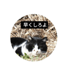 猫と不愉快な仲間たち（個別スタンプ：2）