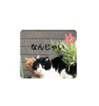 猫と不愉快な仲間たち（個別スタンプ：3）