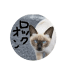 猫と不愉快な仲間たち（個別スタンプ：5）