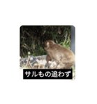 猫と不愉快な仲間たち（個別スタンプ：6）