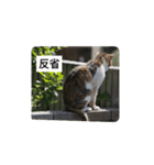 猫と不愉快な仲間たち（個別スタンプ：7）