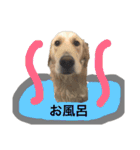 ゴールデンレトリーバーのまるの気持ち（個別スタンプ：10）