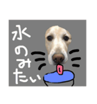 ゴールデンレトリーバーのまるの気持ち（個別スタンプ：14）
