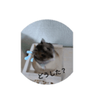 ハムちびスタンプ（個別スタンプ：1）