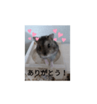 ハムちびスタンプ（個別スタンプ：2）