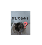 ハムちびスタンプ（個別スタンプ：3）