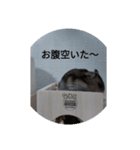 ハムちびスタンプ（個別スタンプ：5）