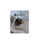 ハムちびスタンプ（個別スタンプ：6）
