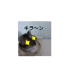 ハムちびスタンプ（個別スタンプ：8）