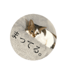 おこげとこはくのきもち2（個別スタンプ：3）